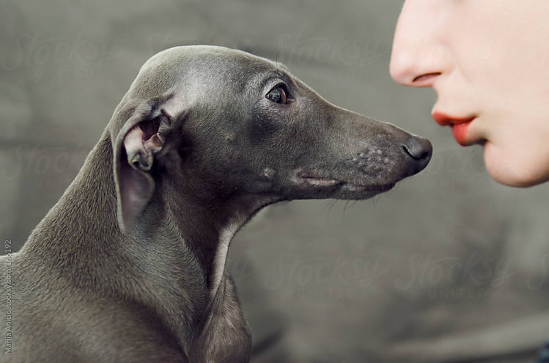 Grey dog on grey sofa,italian greyhound,kissing a dog