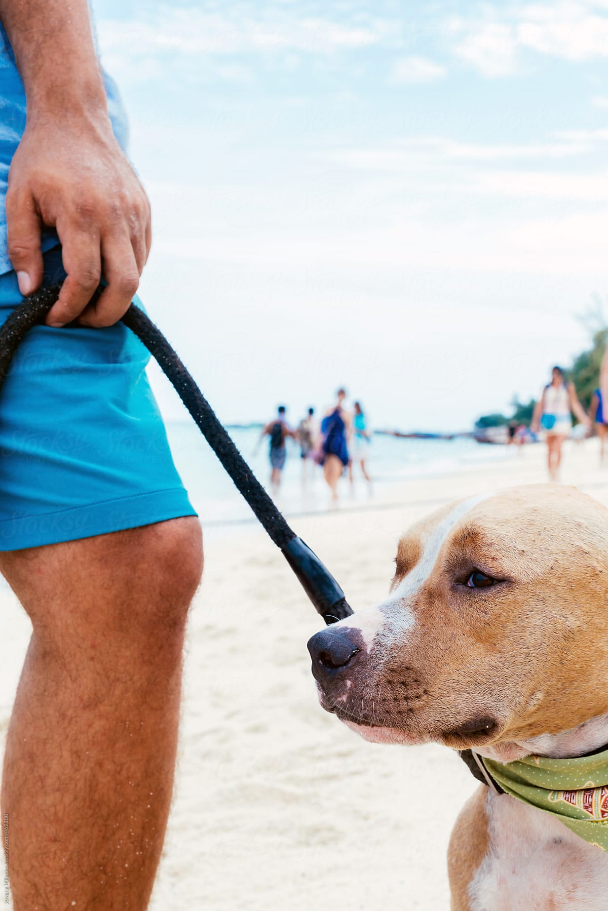 Young man walking a dog on the beach closeup