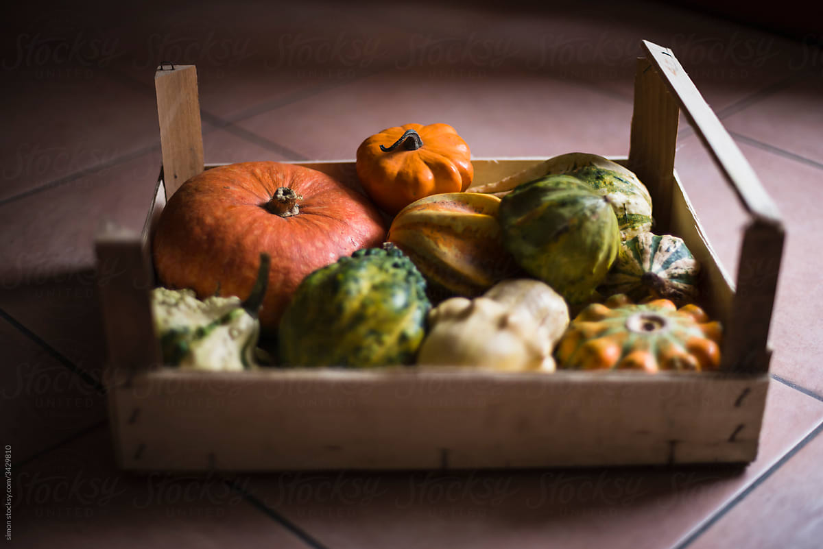 Autumn season harvest with variety of  pumpkins