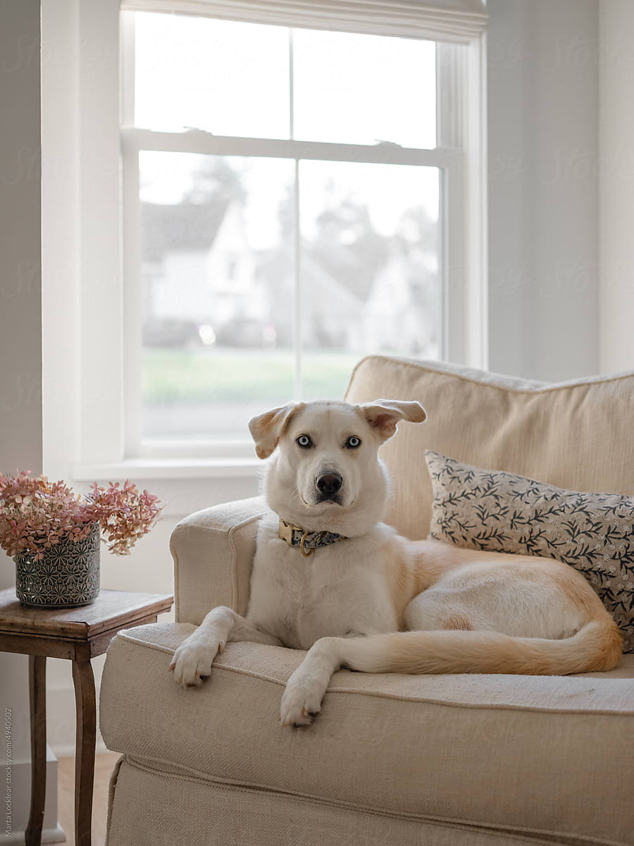 White large dog sitting on living room chair