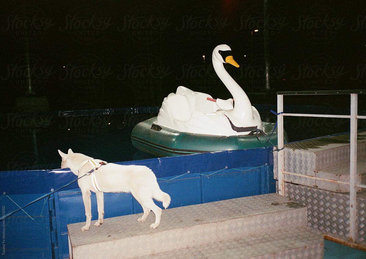 dog and a swan boat in the pool