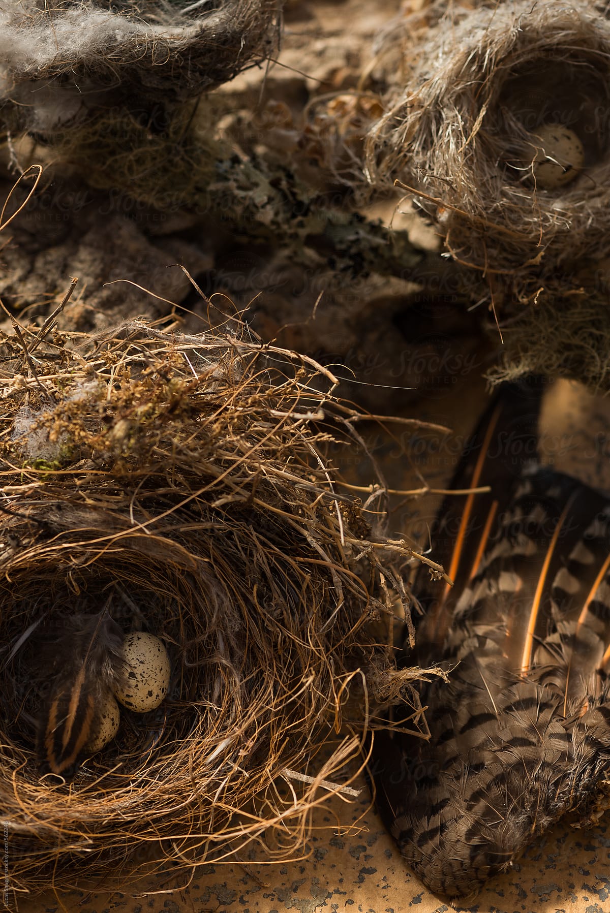 A couple of bird nests and eggs.