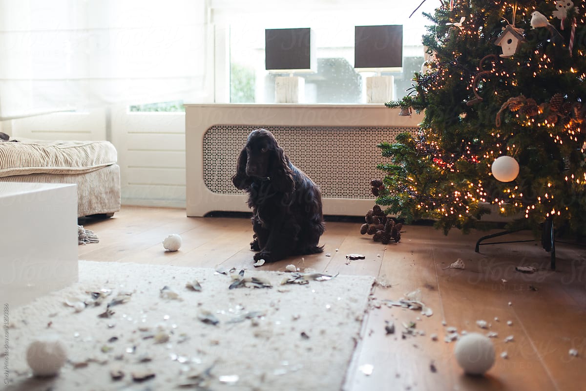 Bad puppy dog destroyed the christmas tree ornaments