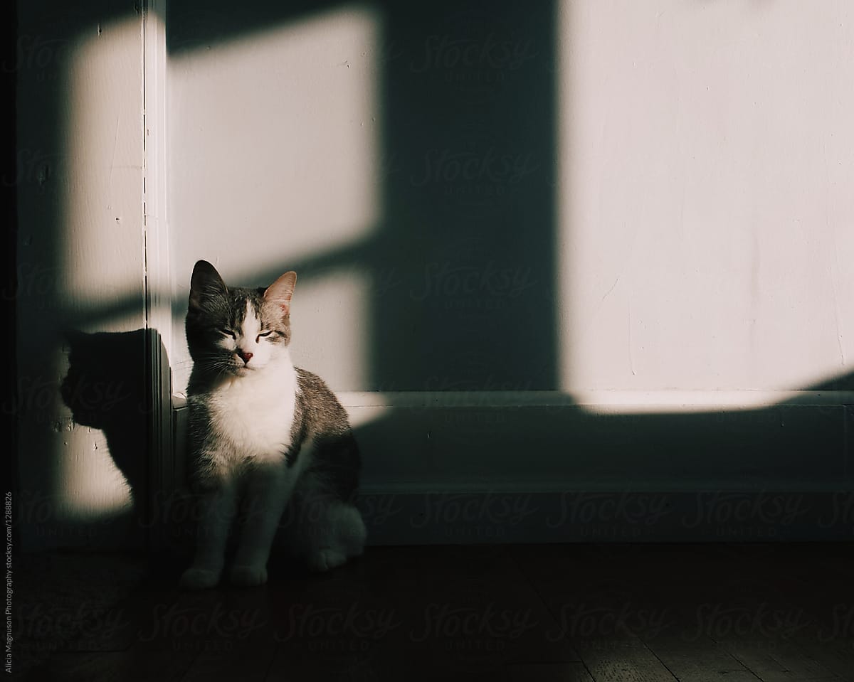 Kitten Basking in Sunlight