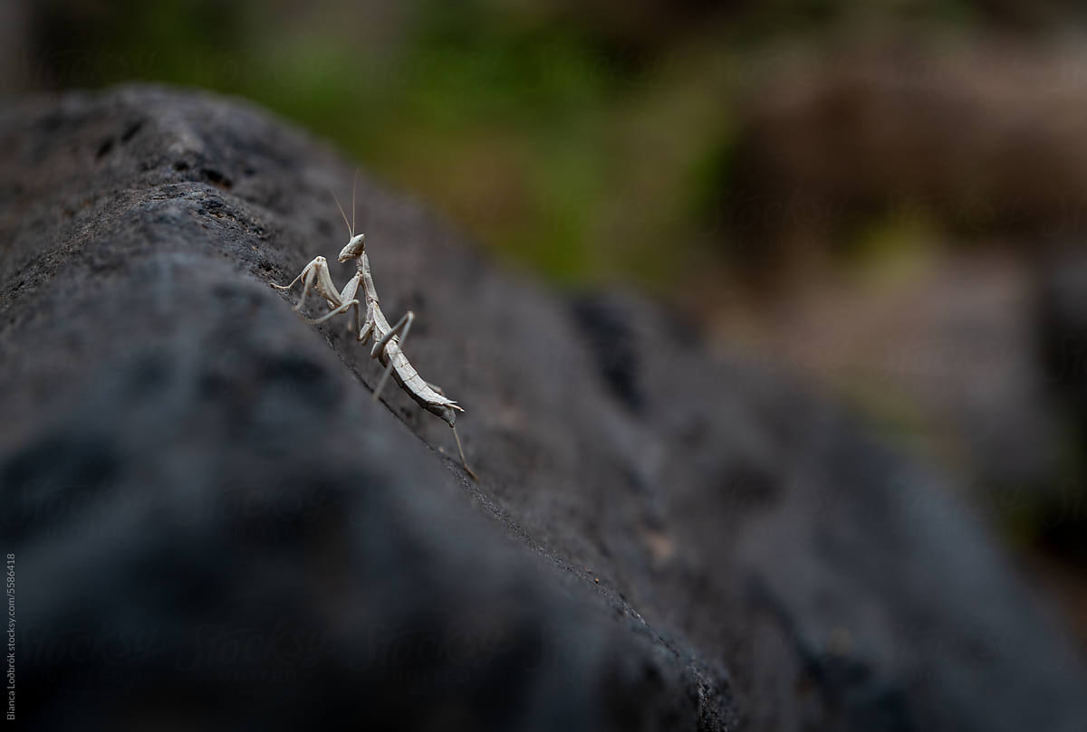 Little mantis on a volcanic rock