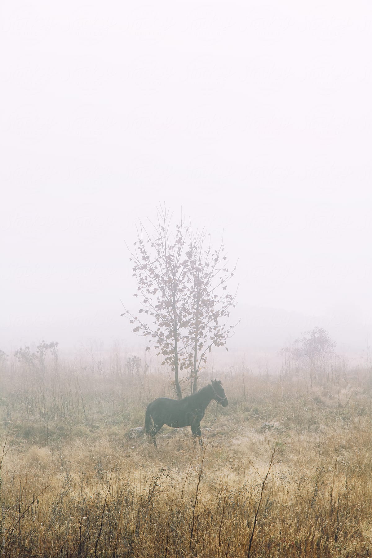 Horse in foggy field