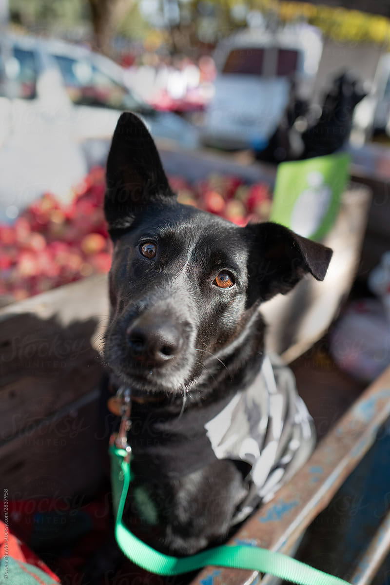 Gorgeous old dog at fruit traders market stall