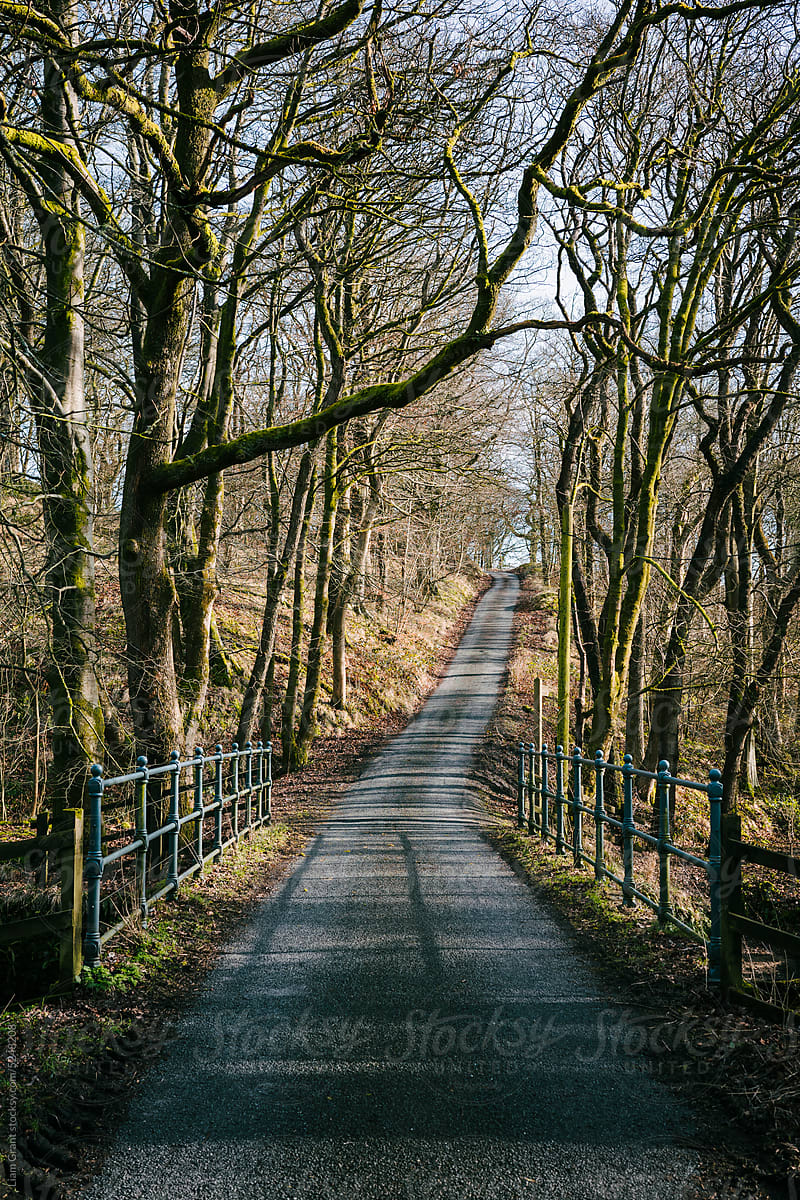 Small road through woodland near Abbeystead, Trough of Bowland