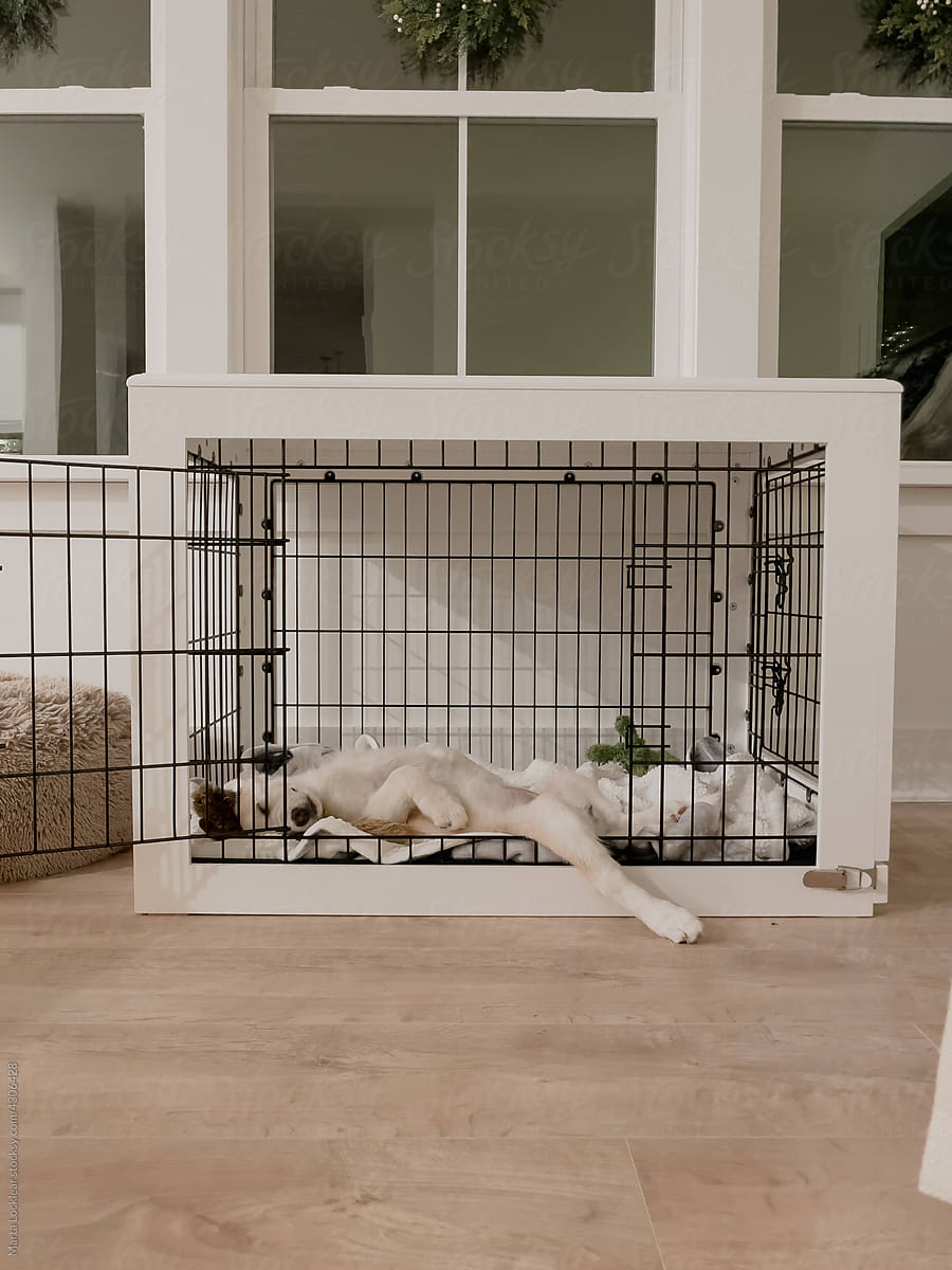 Puppy passed out in the door of the crate