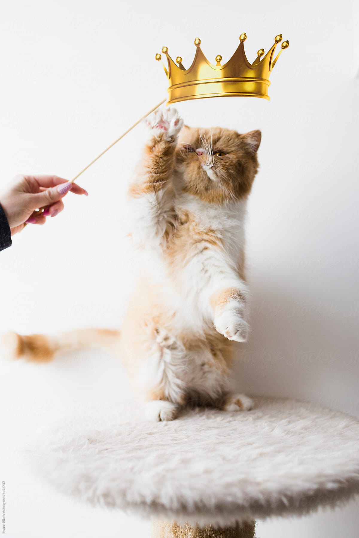 Exotic long hair cat playing with shooting props