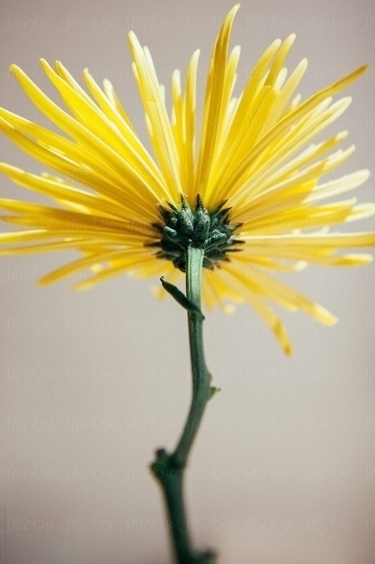 Macro of underside of yellow flower