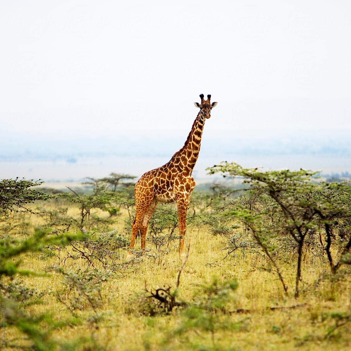 Giraffe in the Maasai Mara.