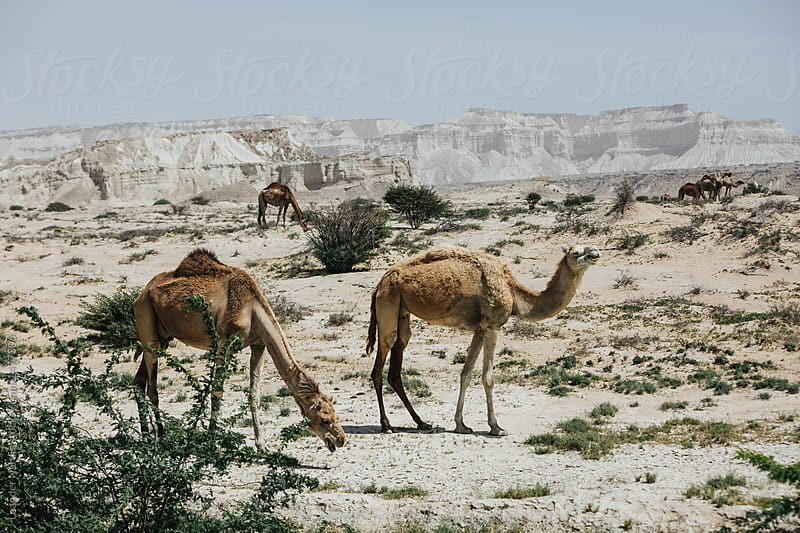 wild camels in iranian desert