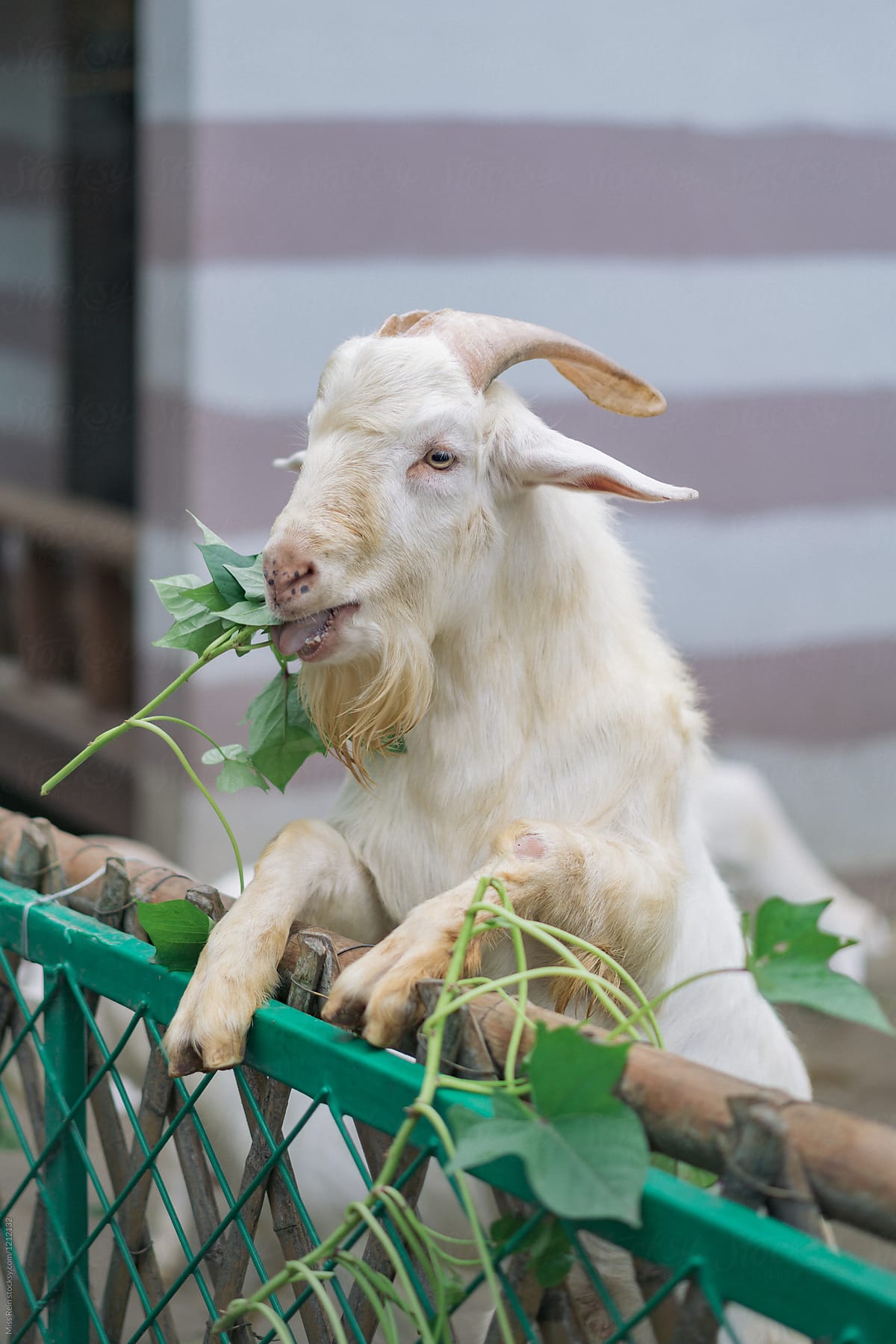 Chewing sheep with Sweet potato leaves
