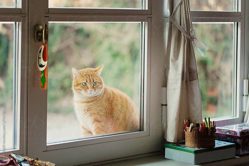 Big red cat sits out of window and watches at what it\'s going on inside the house