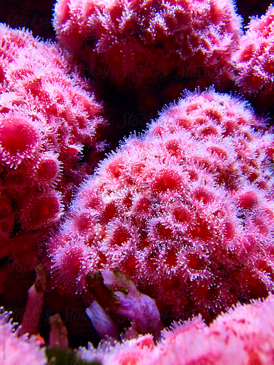 UGC stunning underwater Cordell Bank Strawberry Anemone
