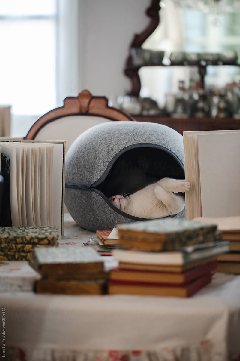Cat napping in semi-enclosed igloo bed
