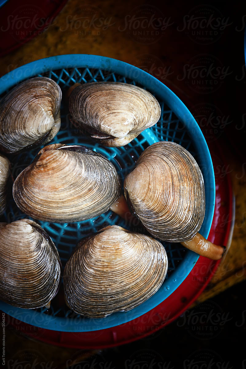 large clams
