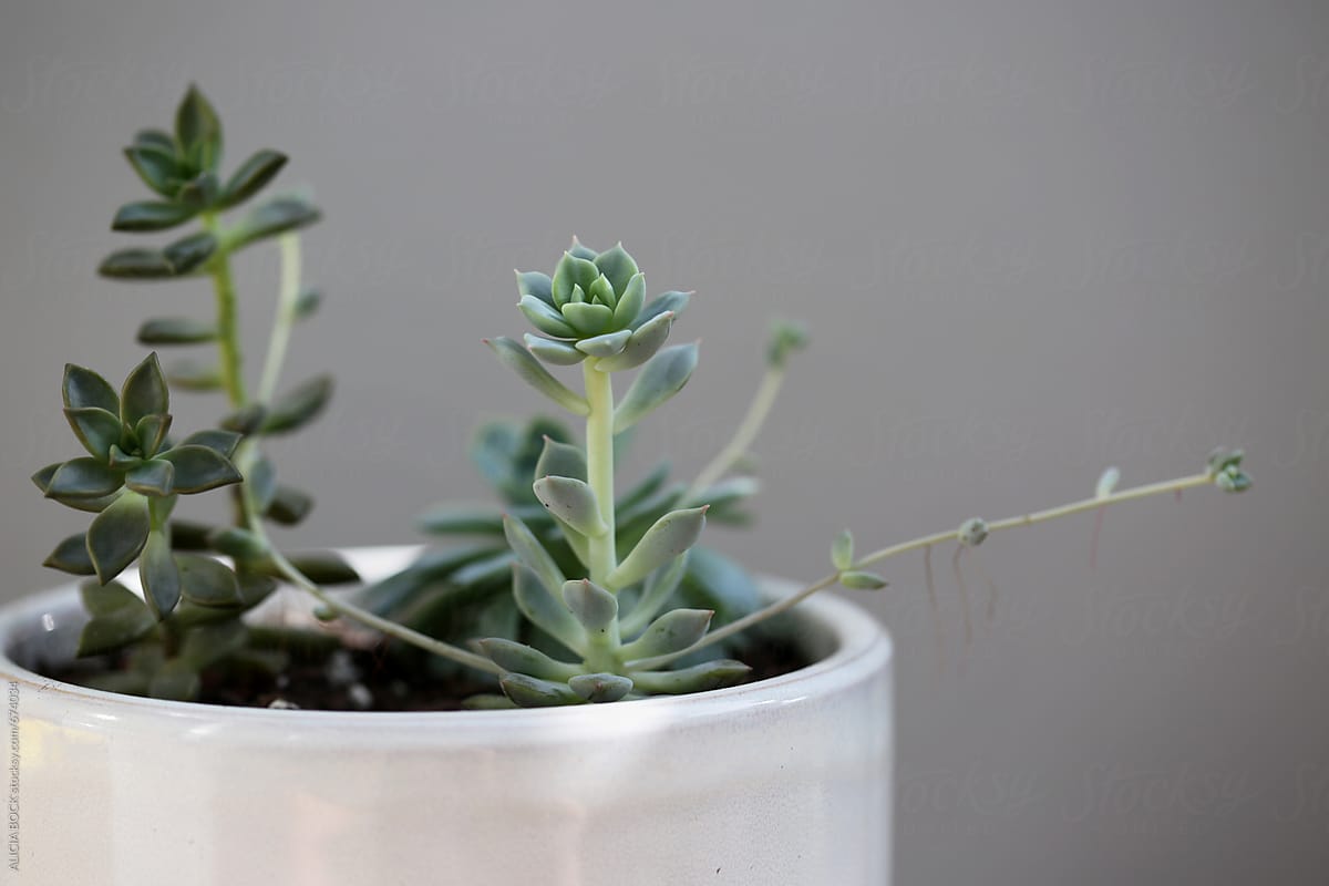 A White Pot Filled With Small Succulent Plants