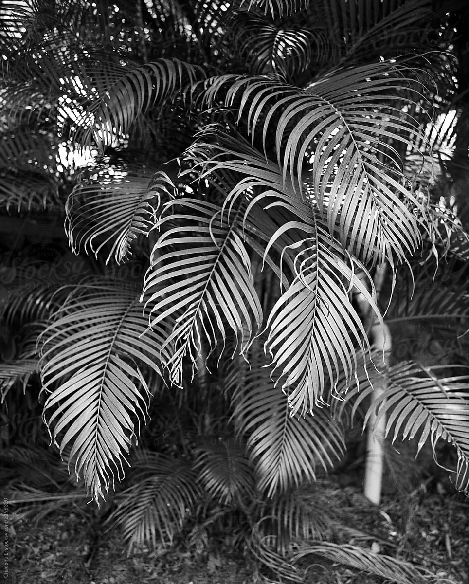 Plant in the woods, Shooting by 120 black and white film