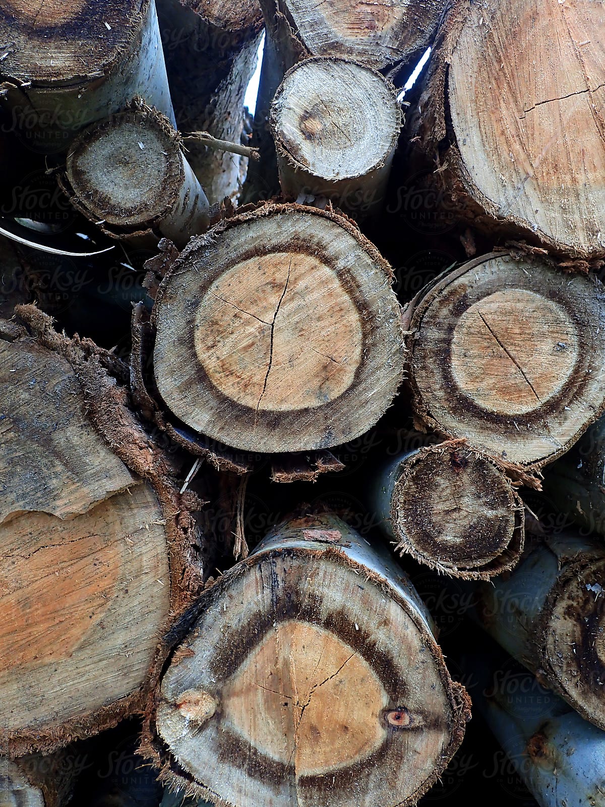 Stacked wood, cross-section closeup. The logging field in the forest