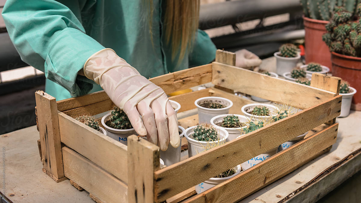 Girl working with prickly cactuses