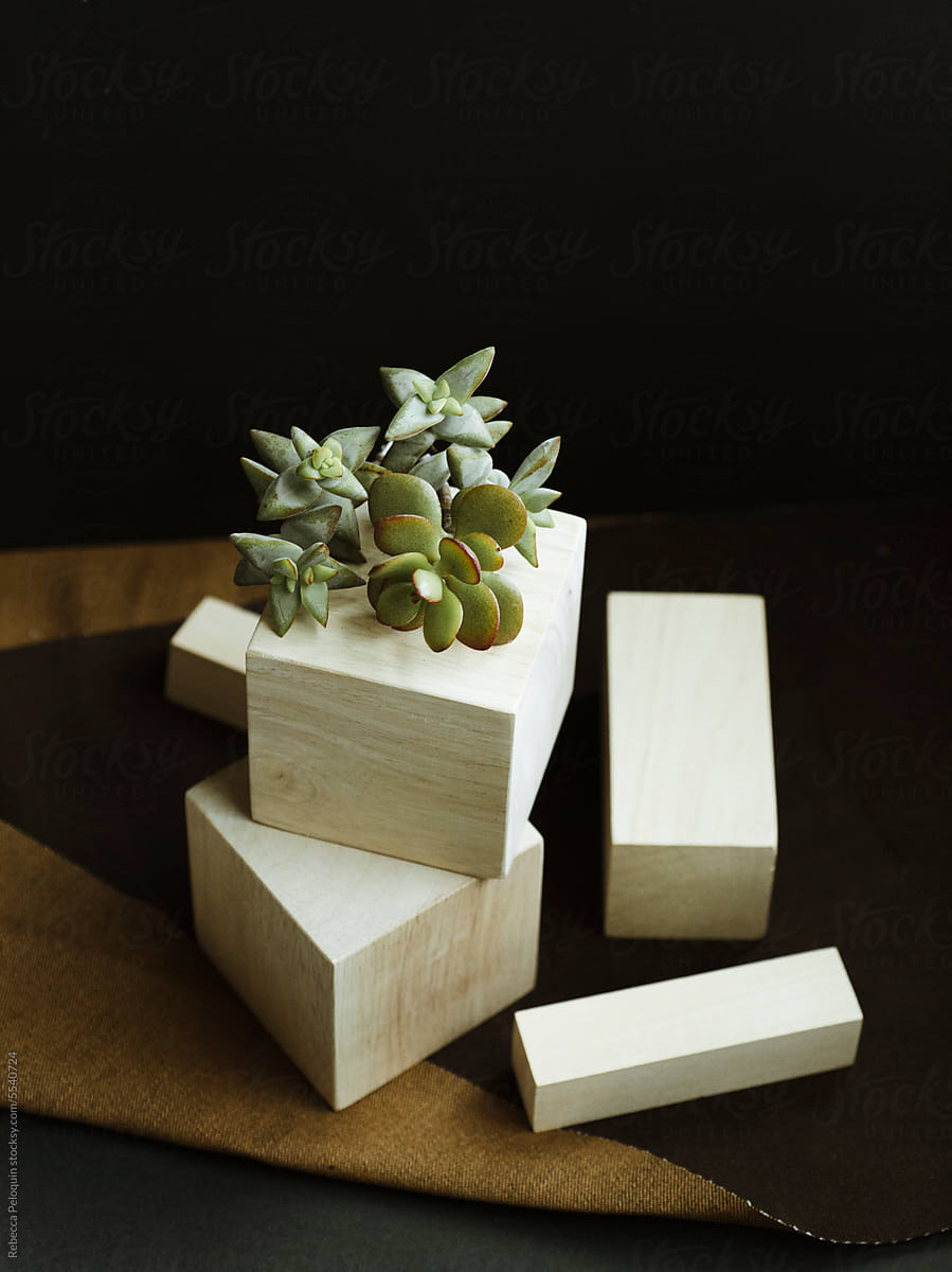 geometric image of blocks and a succulent