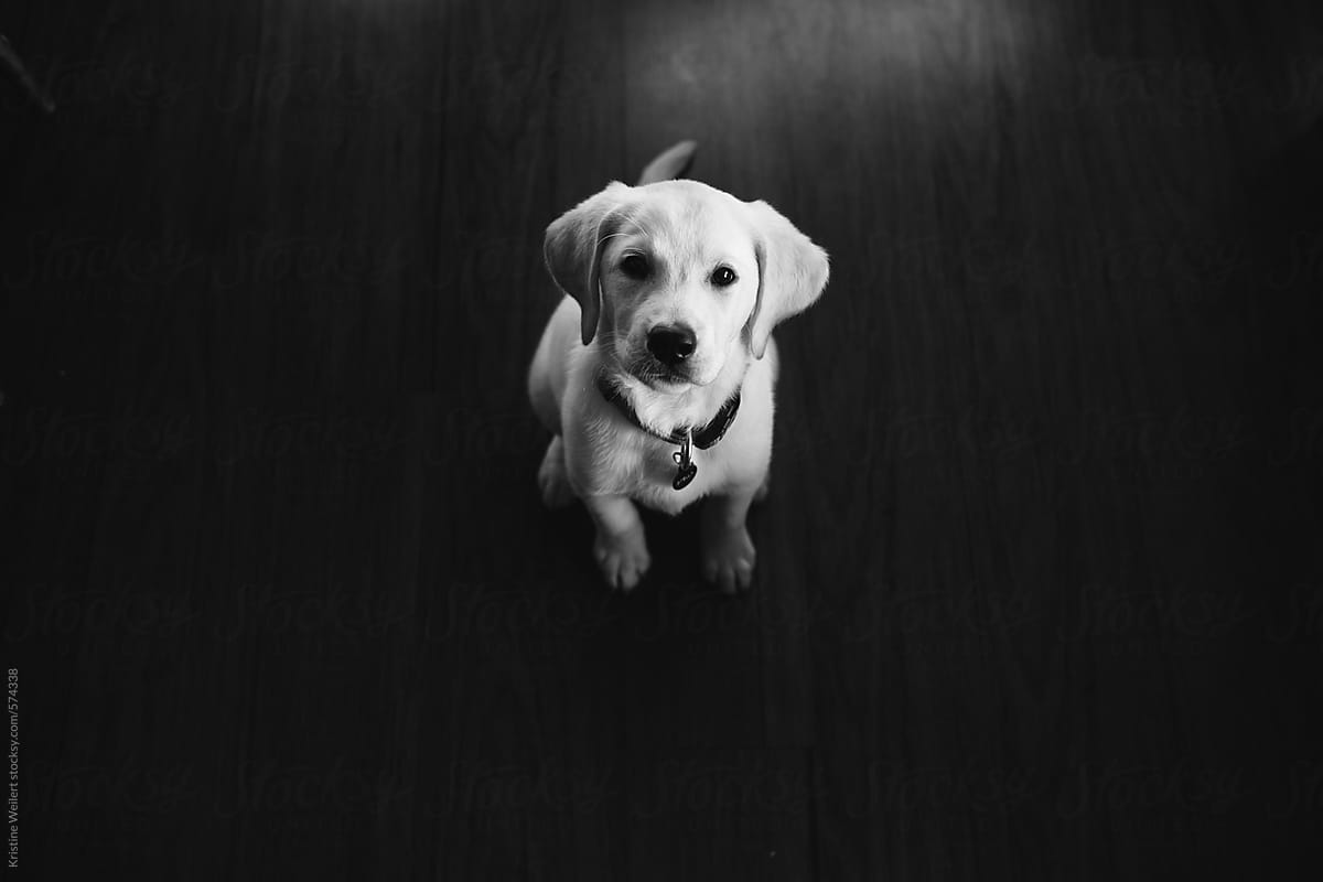 White lab puppy sitting looking up at the camera