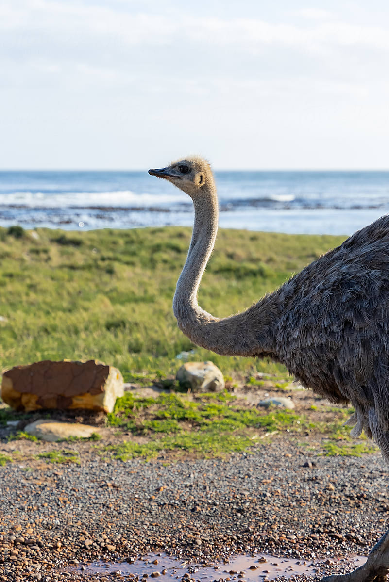 Ostriches graze along the coastline