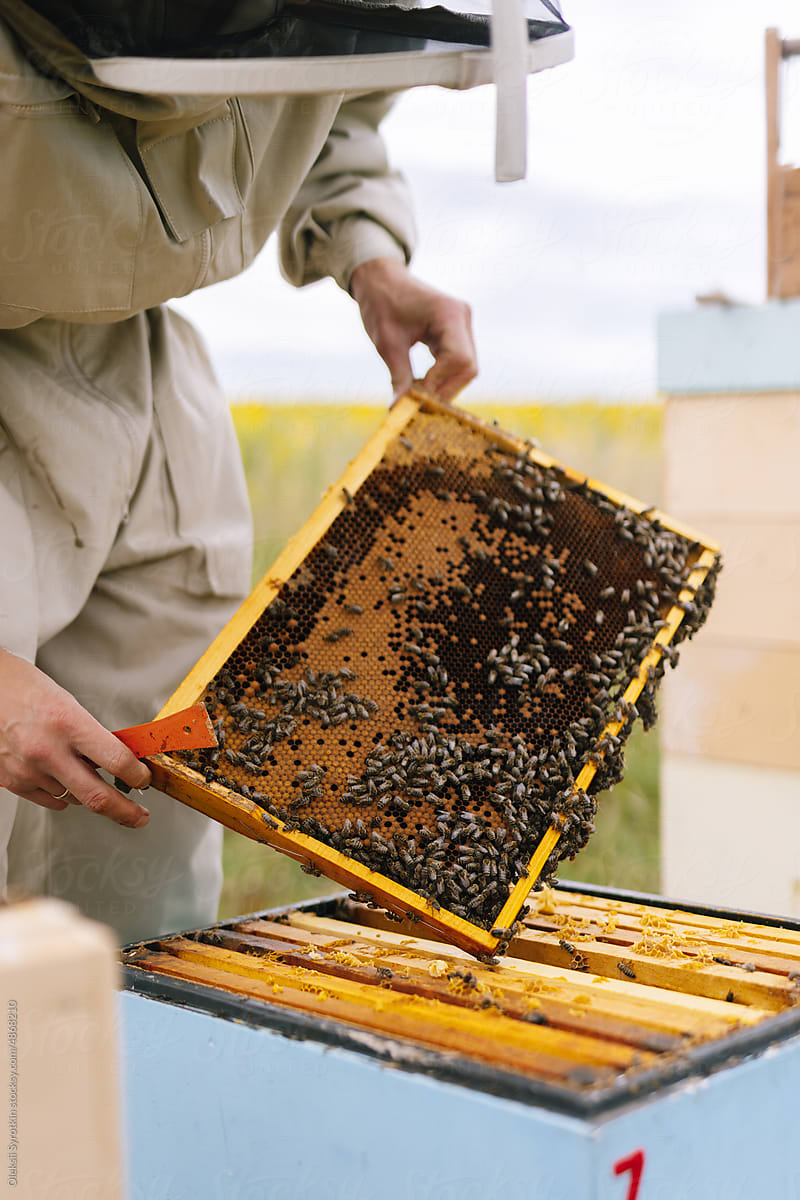 Agriculture apiarist inspect honeycomb