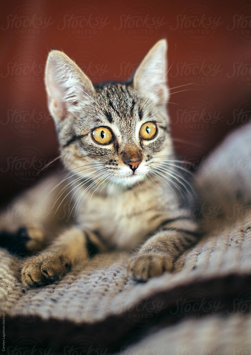 Tabby kitten with amber eyes and big ears