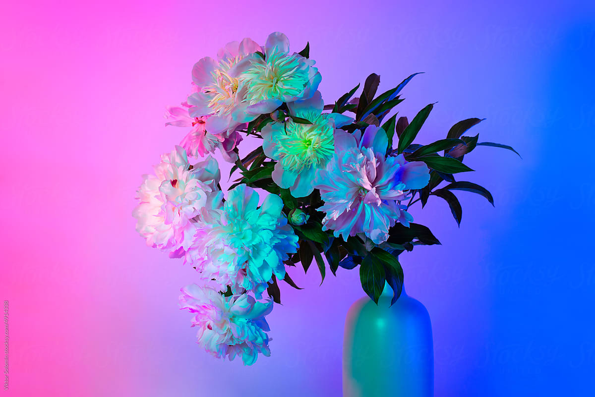 Blue Peony Flowers In Vase In Neon Studio Light by Stocksy Contributor  Viktor Solomin - Stocksy