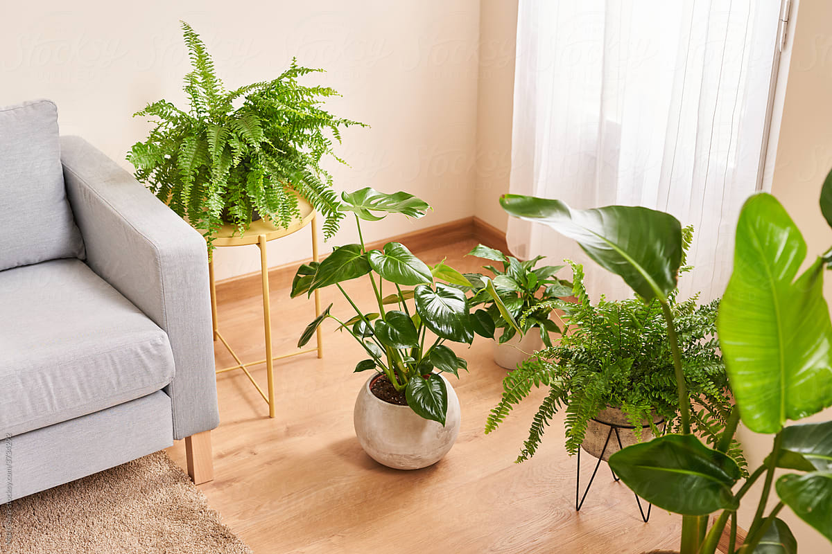 Cozy apartment details with fresh green potted plants