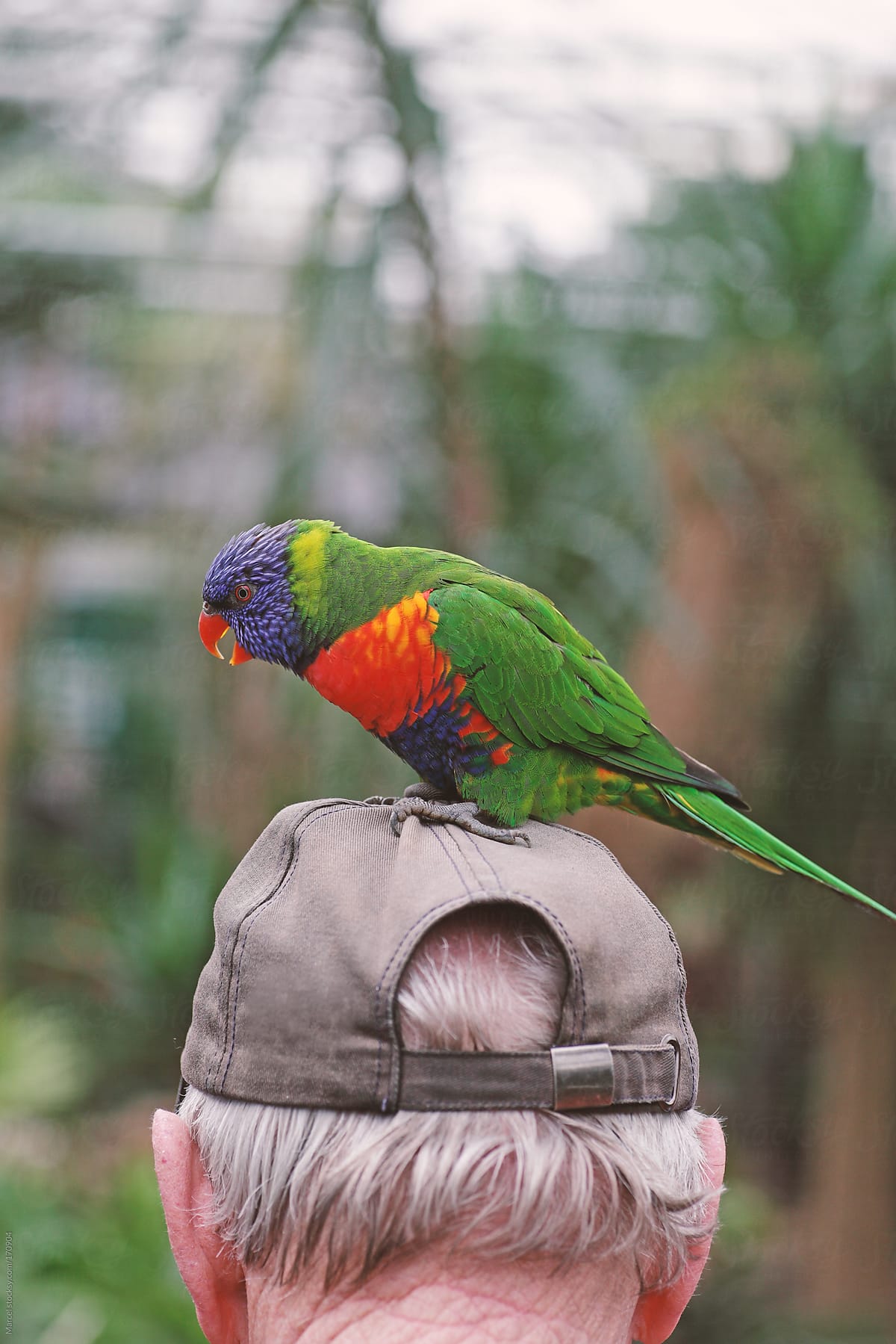 Lorikeet parrot on a man\'s head