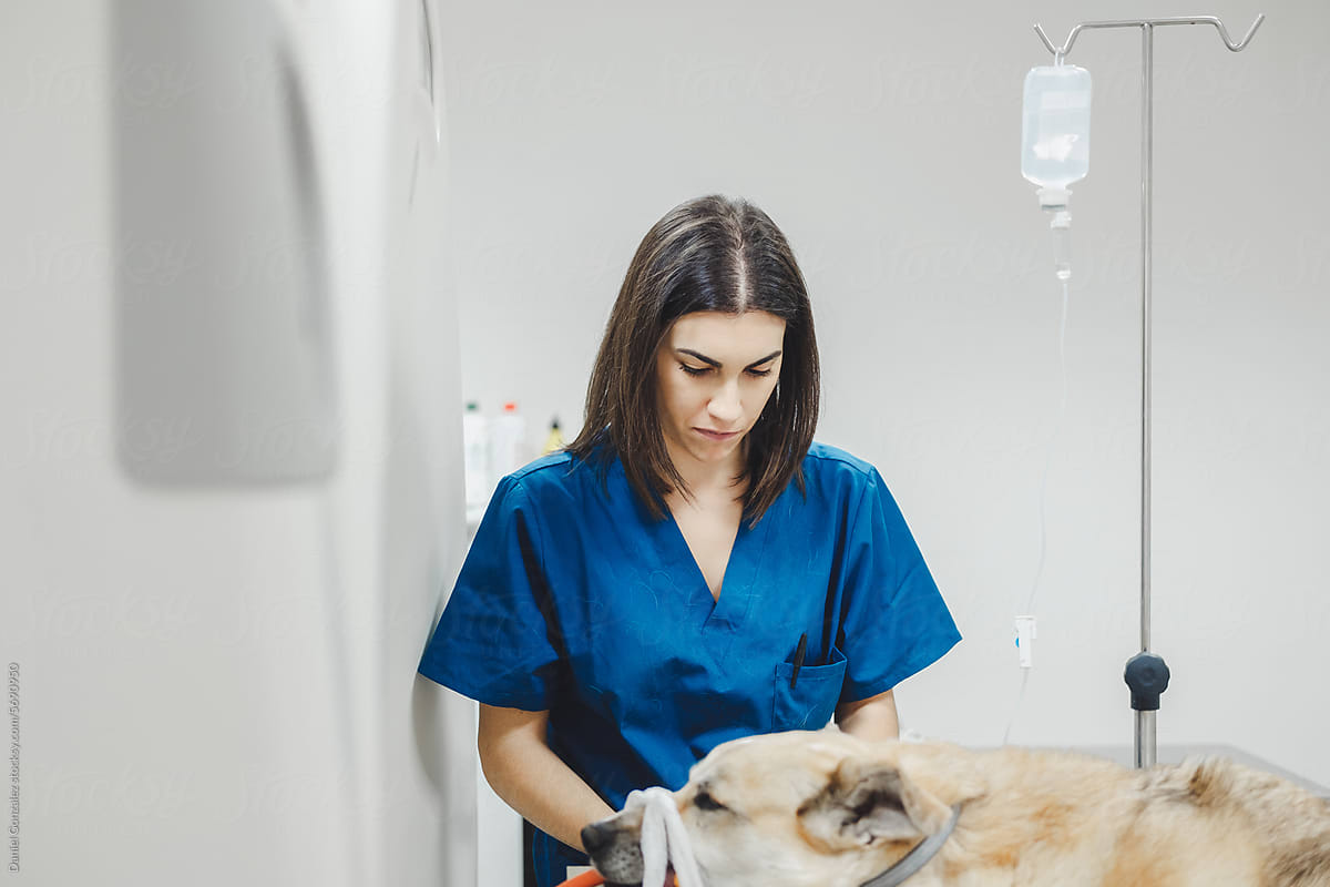 Female doctor preparing dog for scan in vet hospital