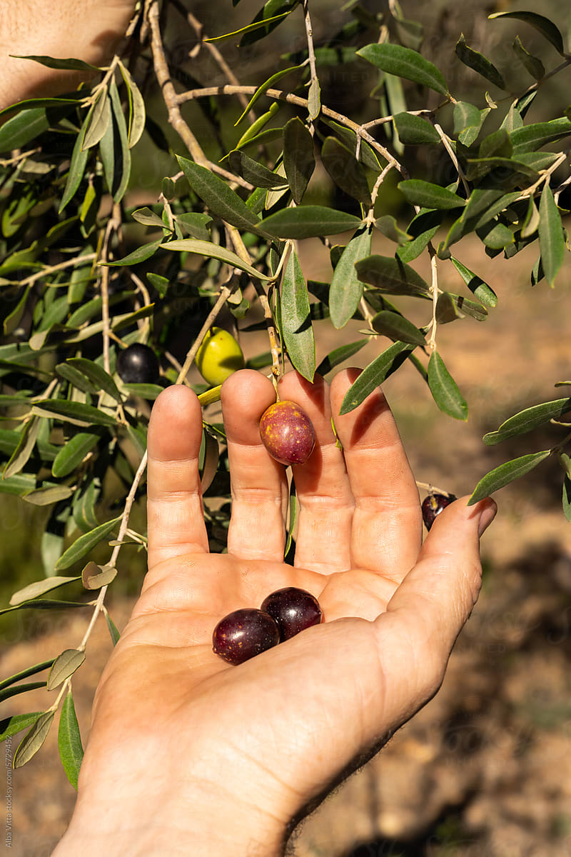 Hand picking olives from the tree