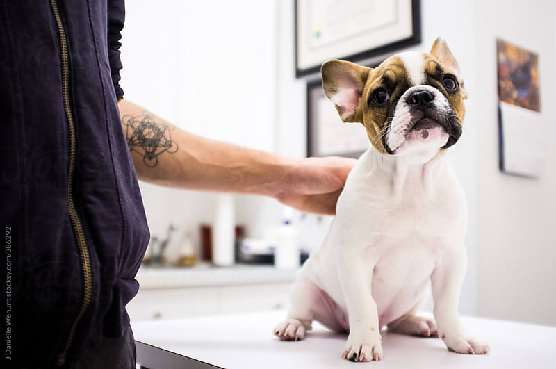 French Bulldog goes to the vet by J Danielle Wehunt