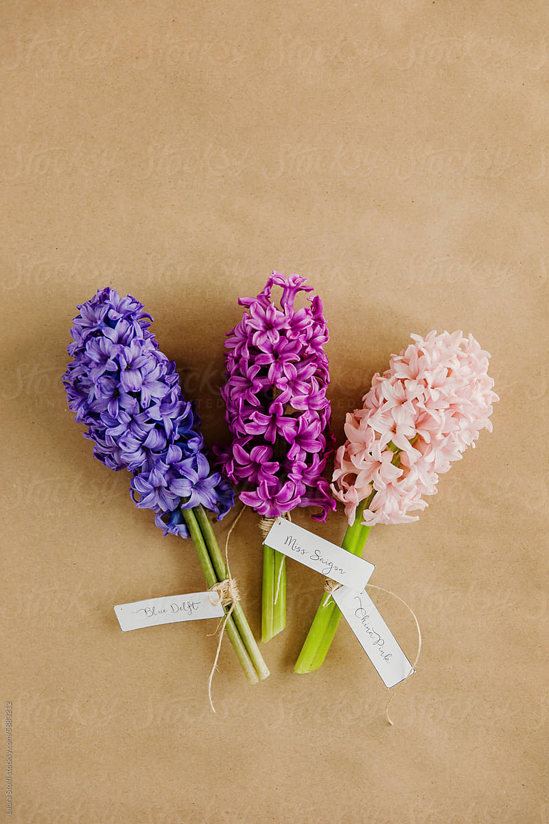 Hyacinth flowers with their names written on tags