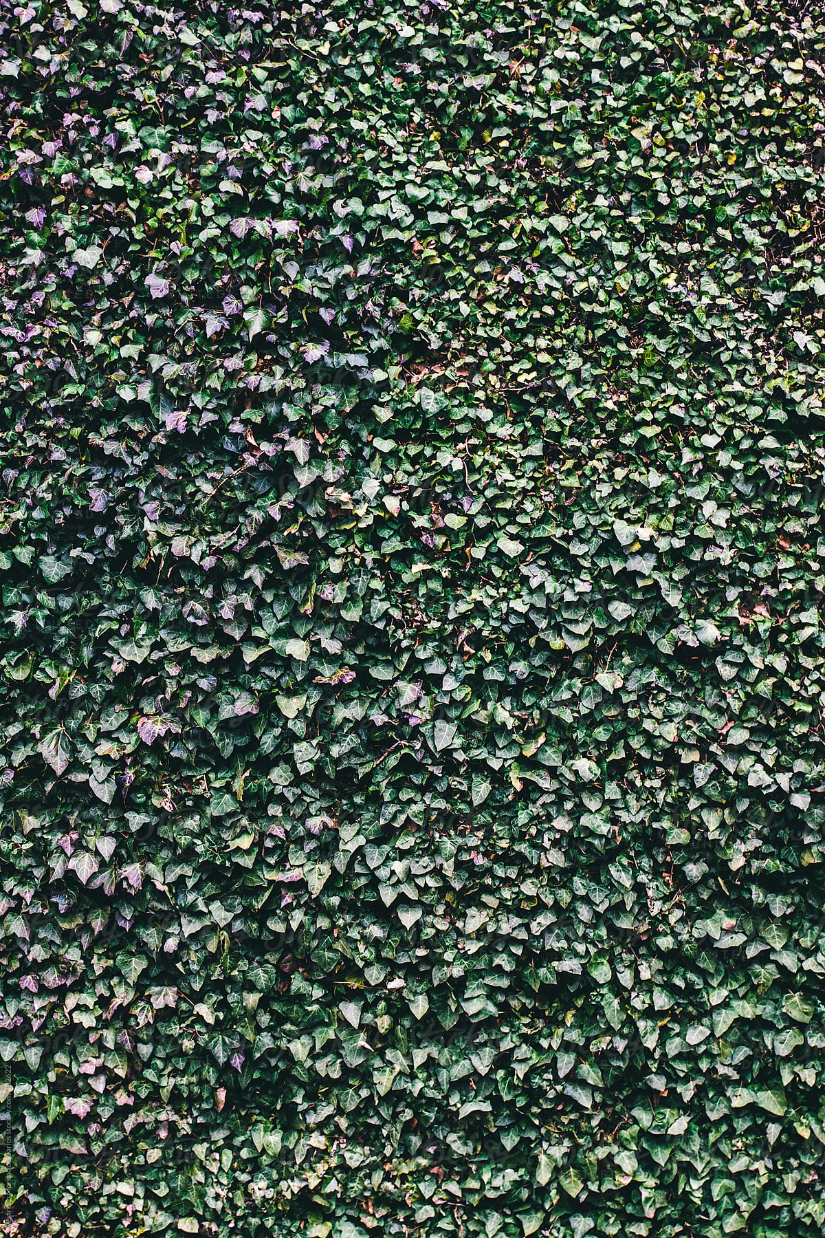 Ivy pattern background