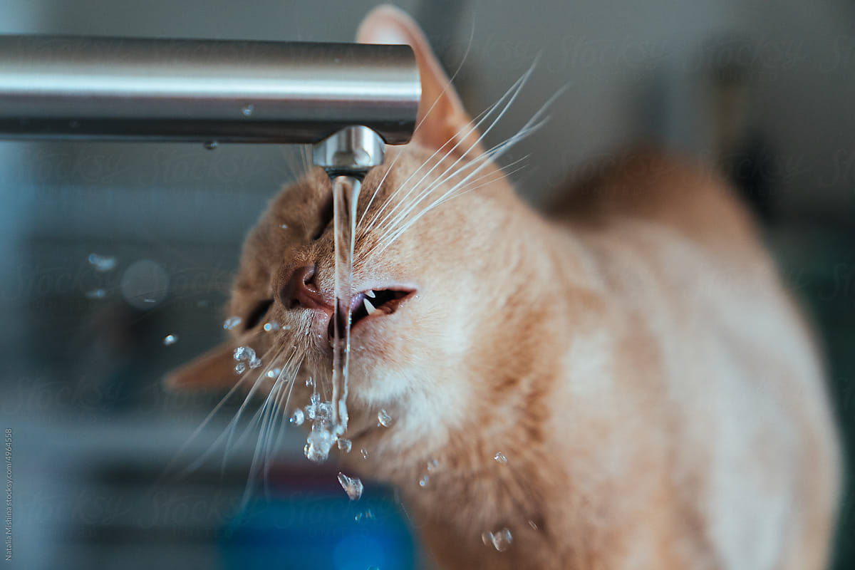 kitchen faucet, Abyssinian cat drinking.