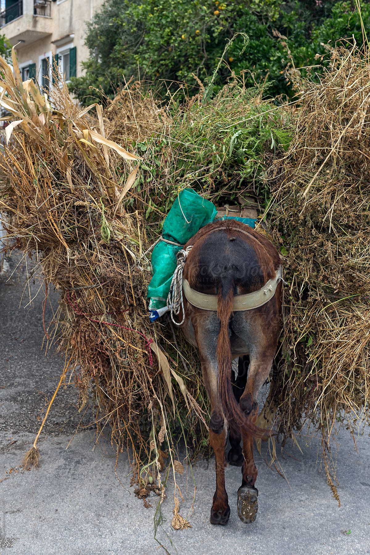 Rear of a packed donkey with hay walking through an old town in Corfu, Greece