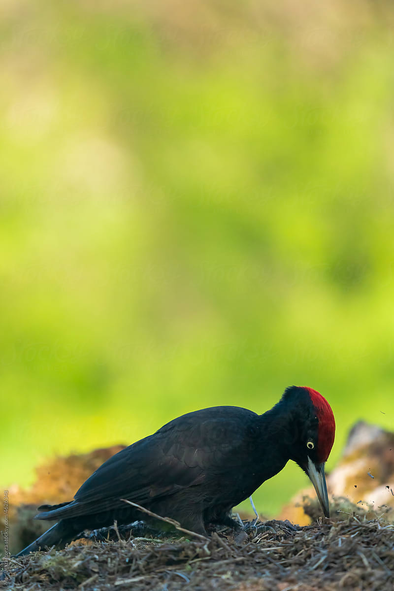 Male Black Woodpecker Pecking For Ants