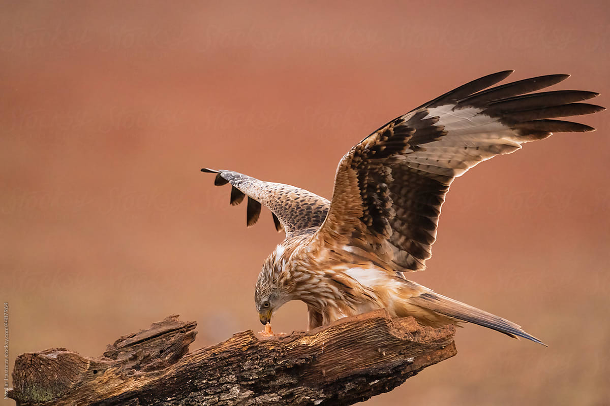 Red Kite Eats Meat With Its Wings Spread
