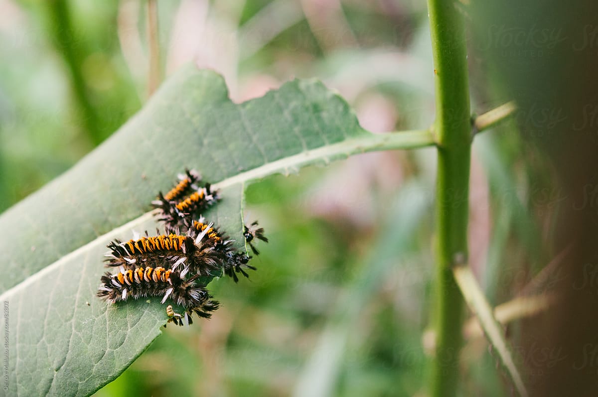milkweed tussock caterpillars eating a milkweed leaf