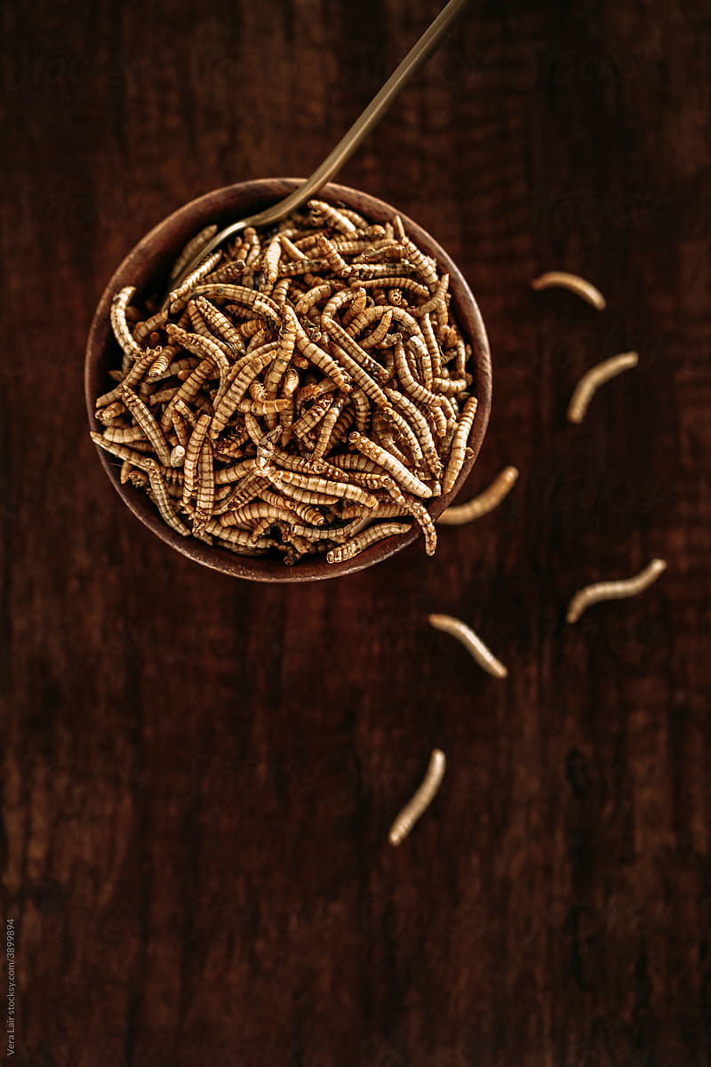 dried molitor worms