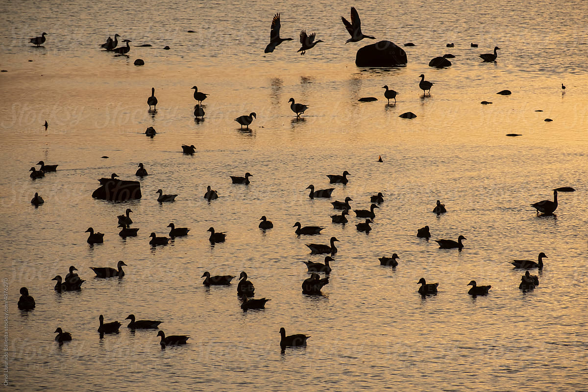 Ducks in a bay late at night. Sunset