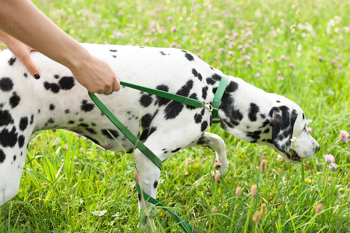 Dalmatian dog at the leash