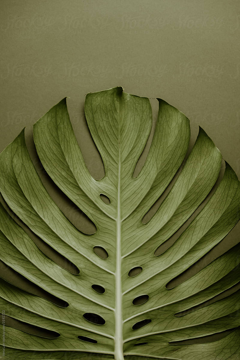 Monstera deliciosa leaf