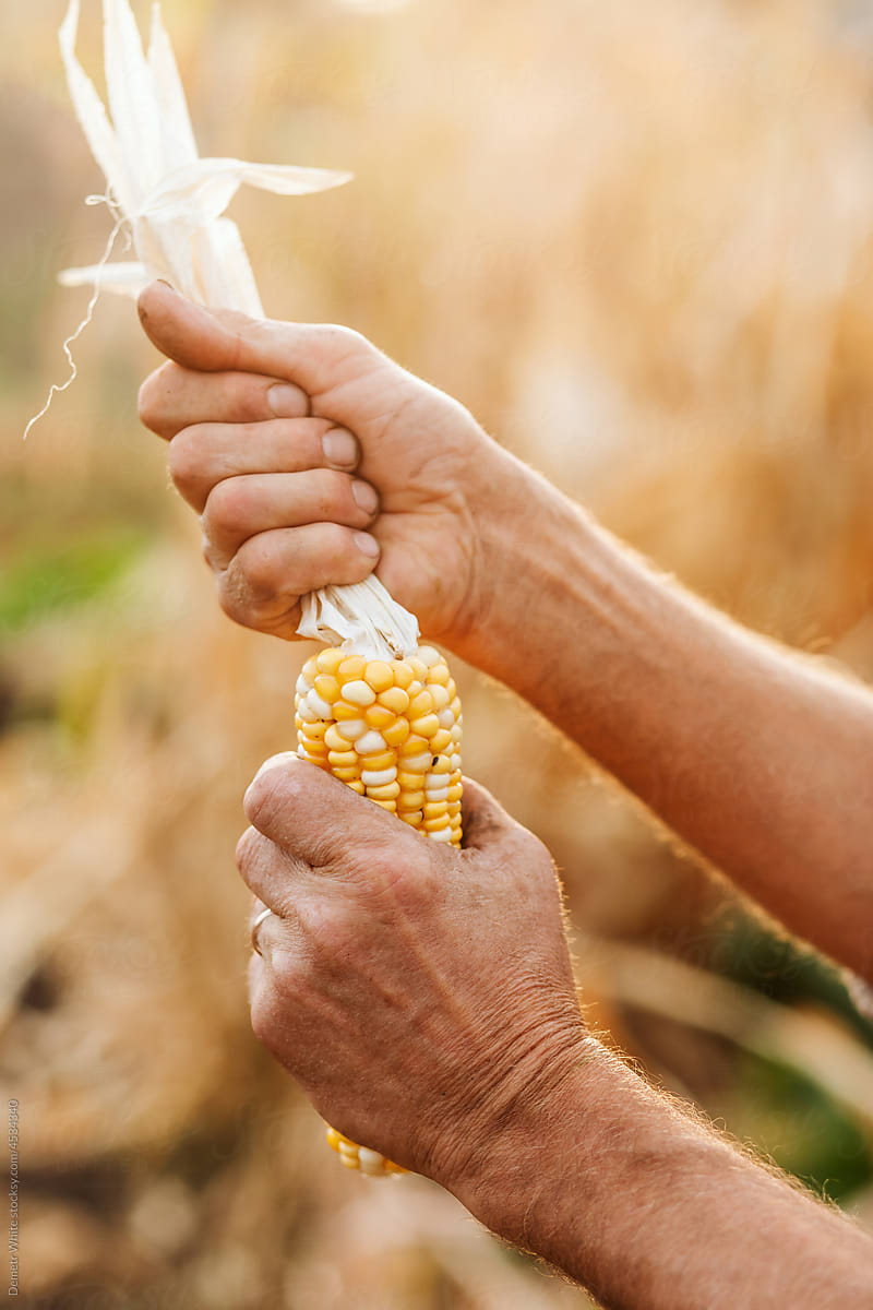 Maize harvesting on farm