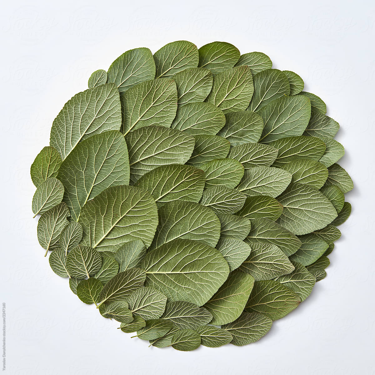 Pattern of green leaves in the shape of a circle on a gray background with copy space. Eco concept. Flat lay